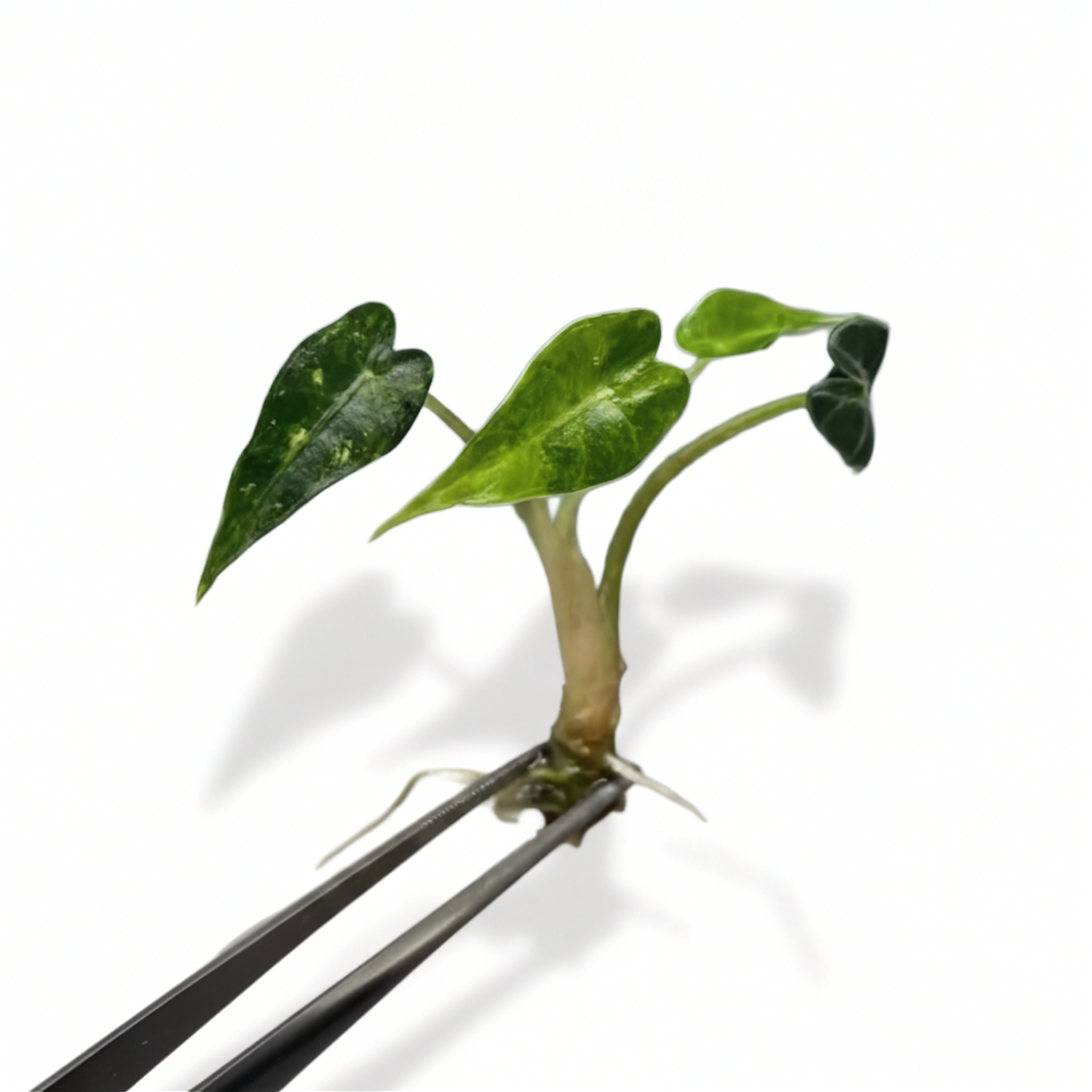 Alocasia Bambino Aurea Variegated