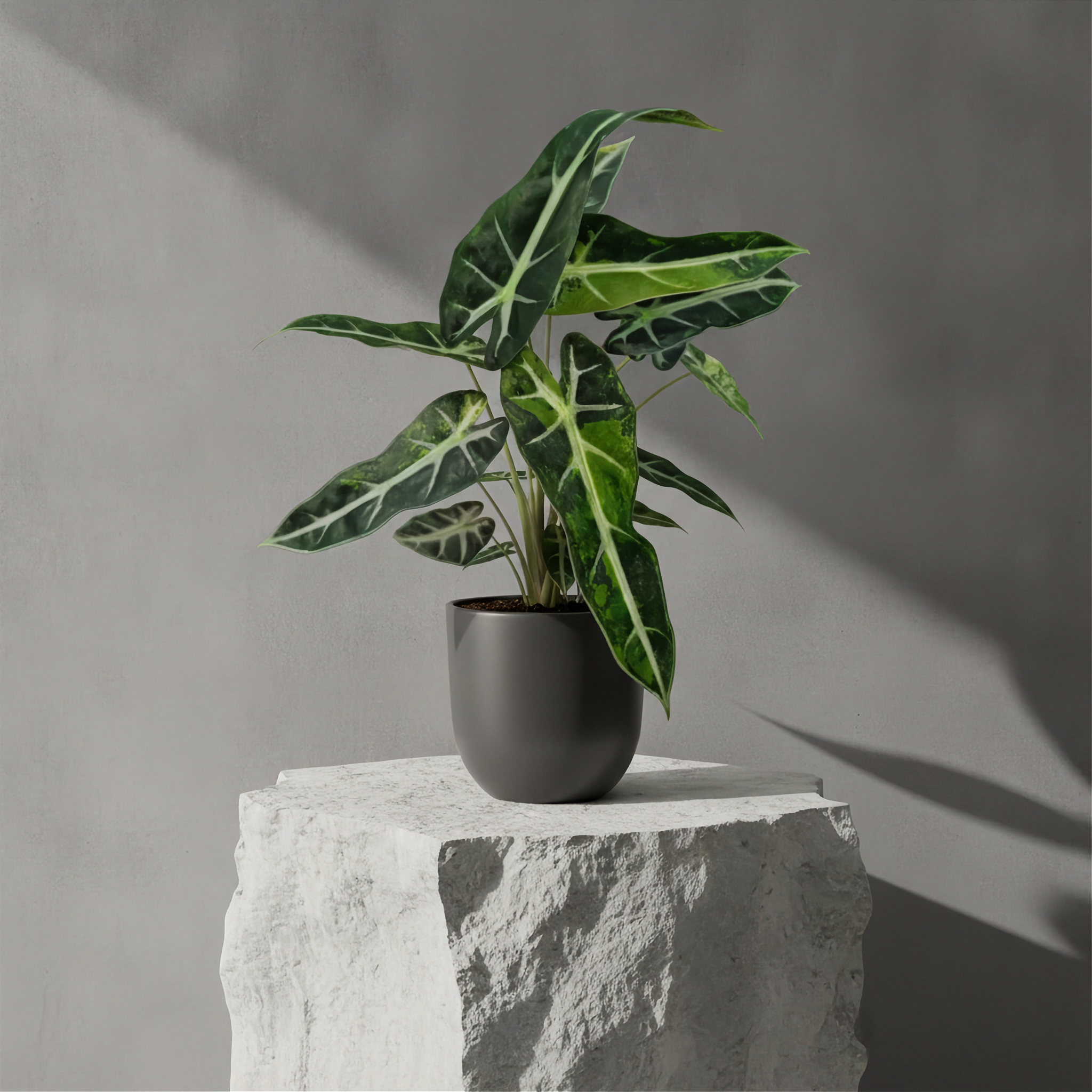 Alocasia Bambino Aurea Variegated