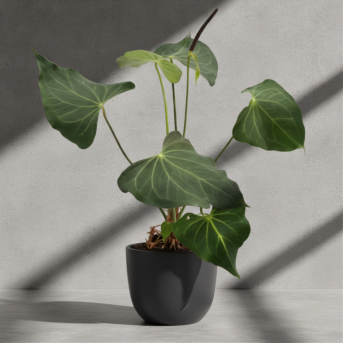 Anthurium Delta Force