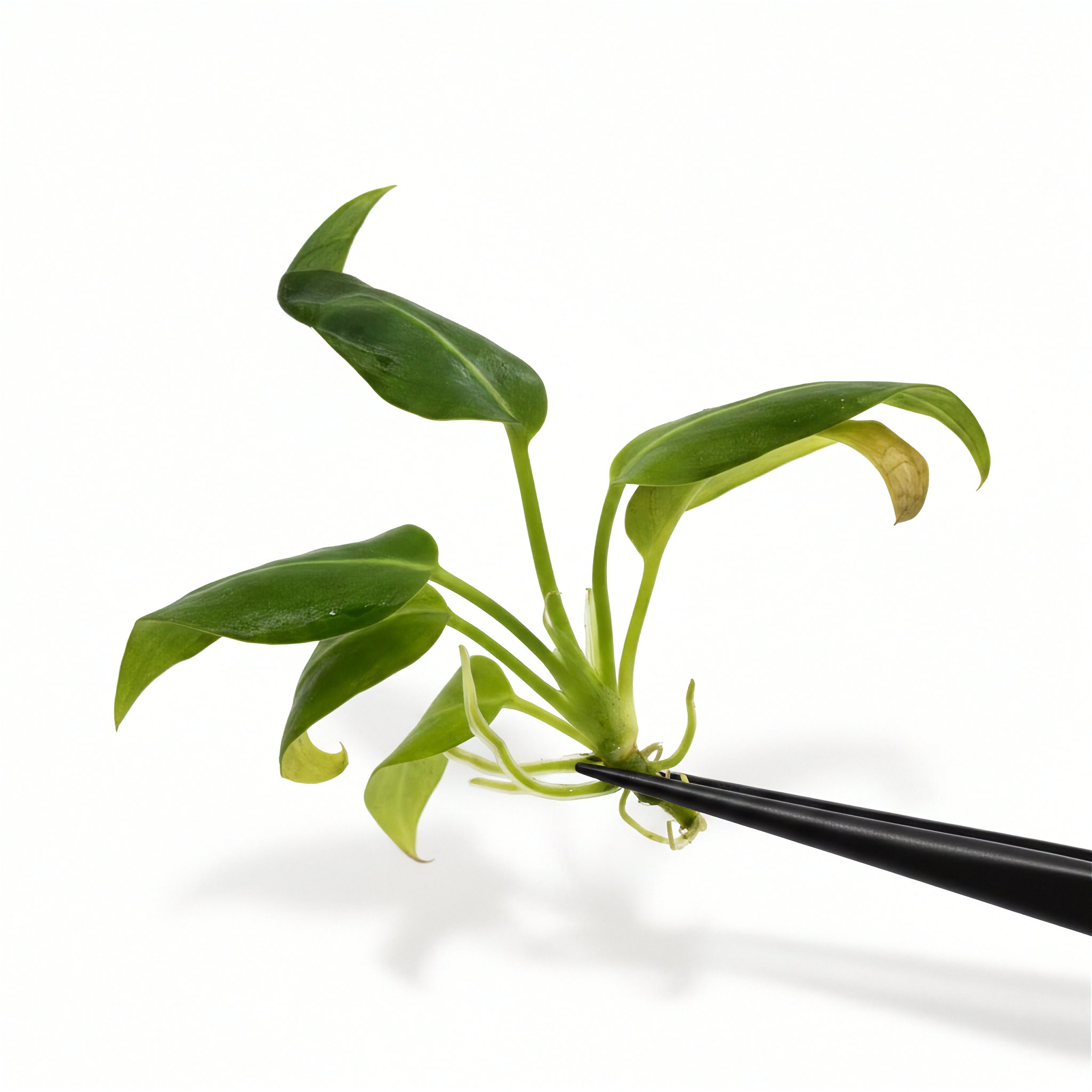 Anthurium Warocqueanum
