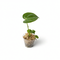Anthurium Clarinervium x Silver Tiger