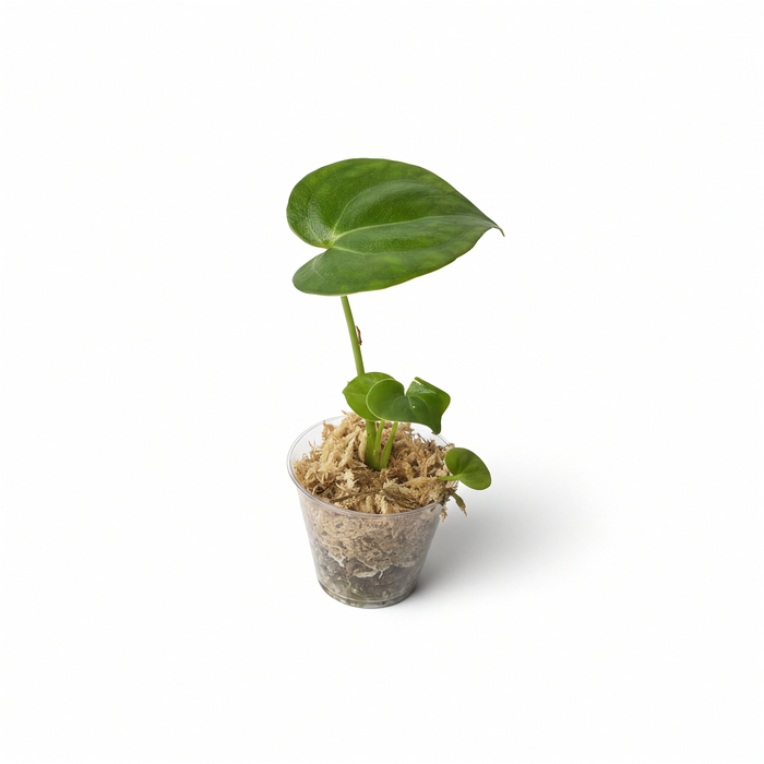 Anthurium Clarinervium x Silver Tiger