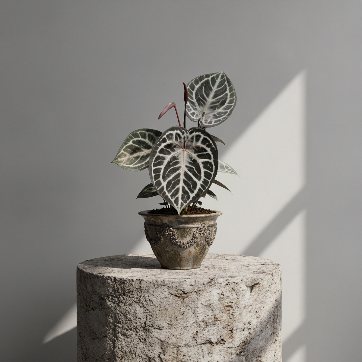 Anthurium Clarinervium x Silver Tiger