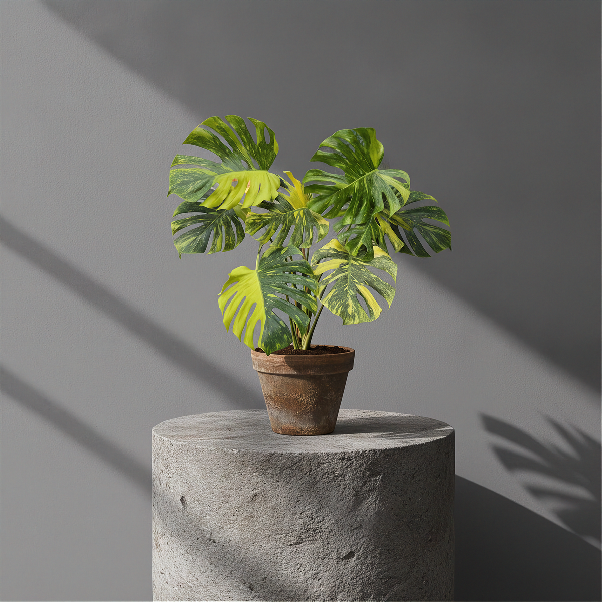 Monstera Electro Light King