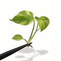 Monstera Electro Light King