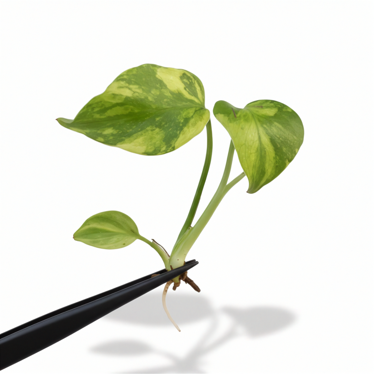 Monstera Electro Light King