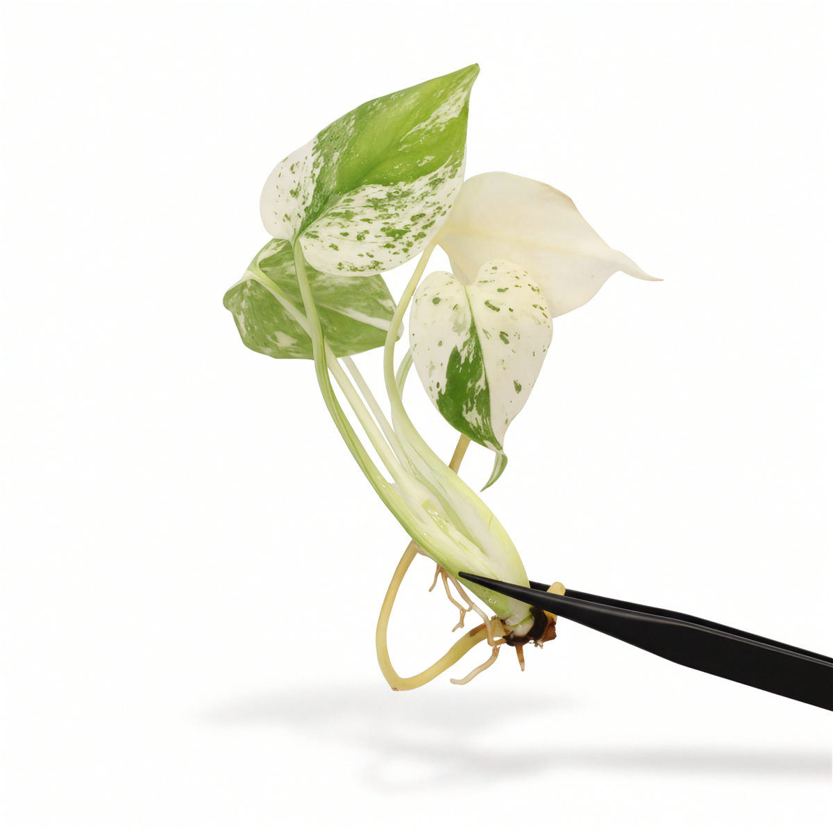 Monstera Deliciosa Mint NOID