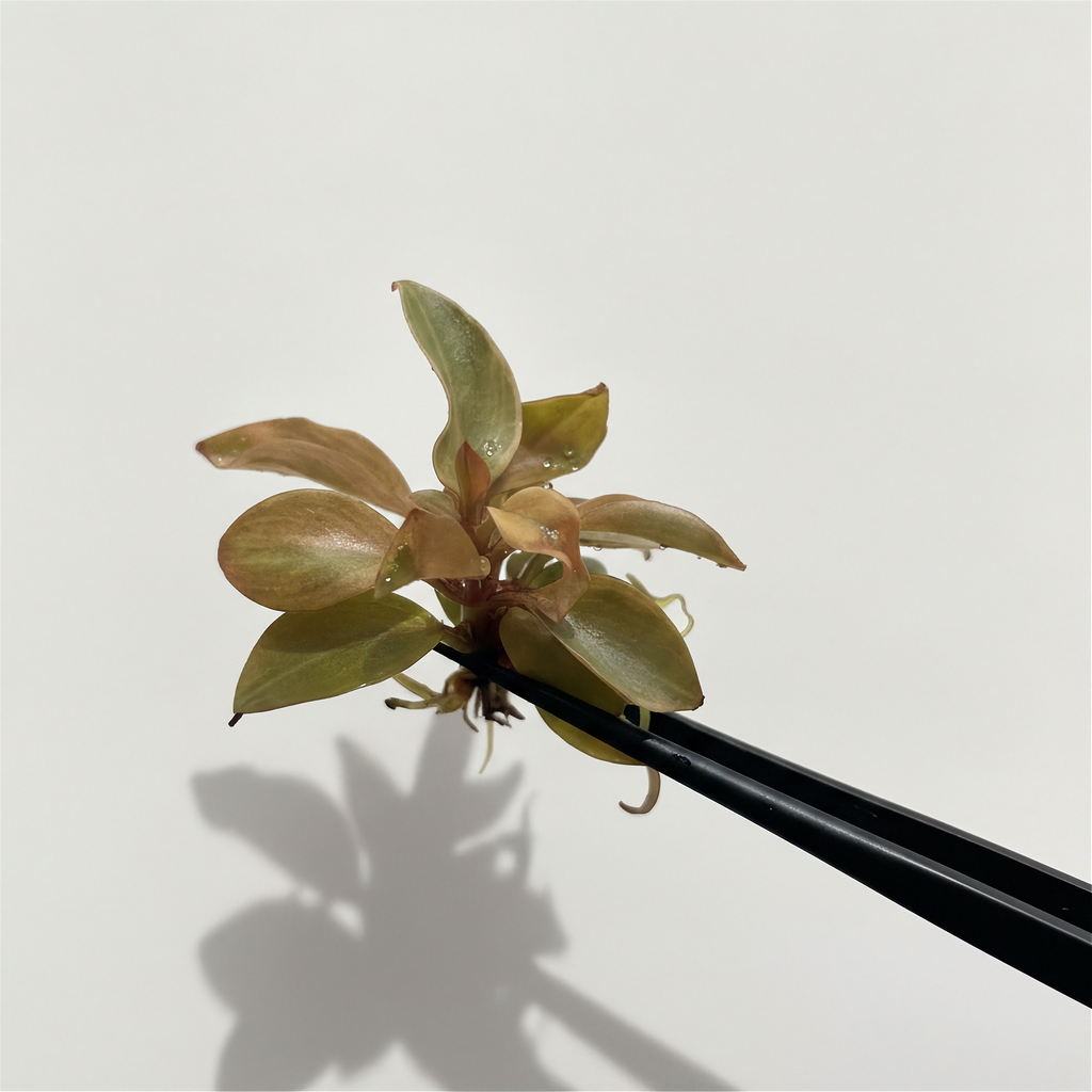 Philodendron Black Cardinal Variegated