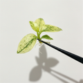 Philodendron Imperial Golden Variegated