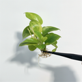 Philodendron Golden Melinonii Aurea Variegated