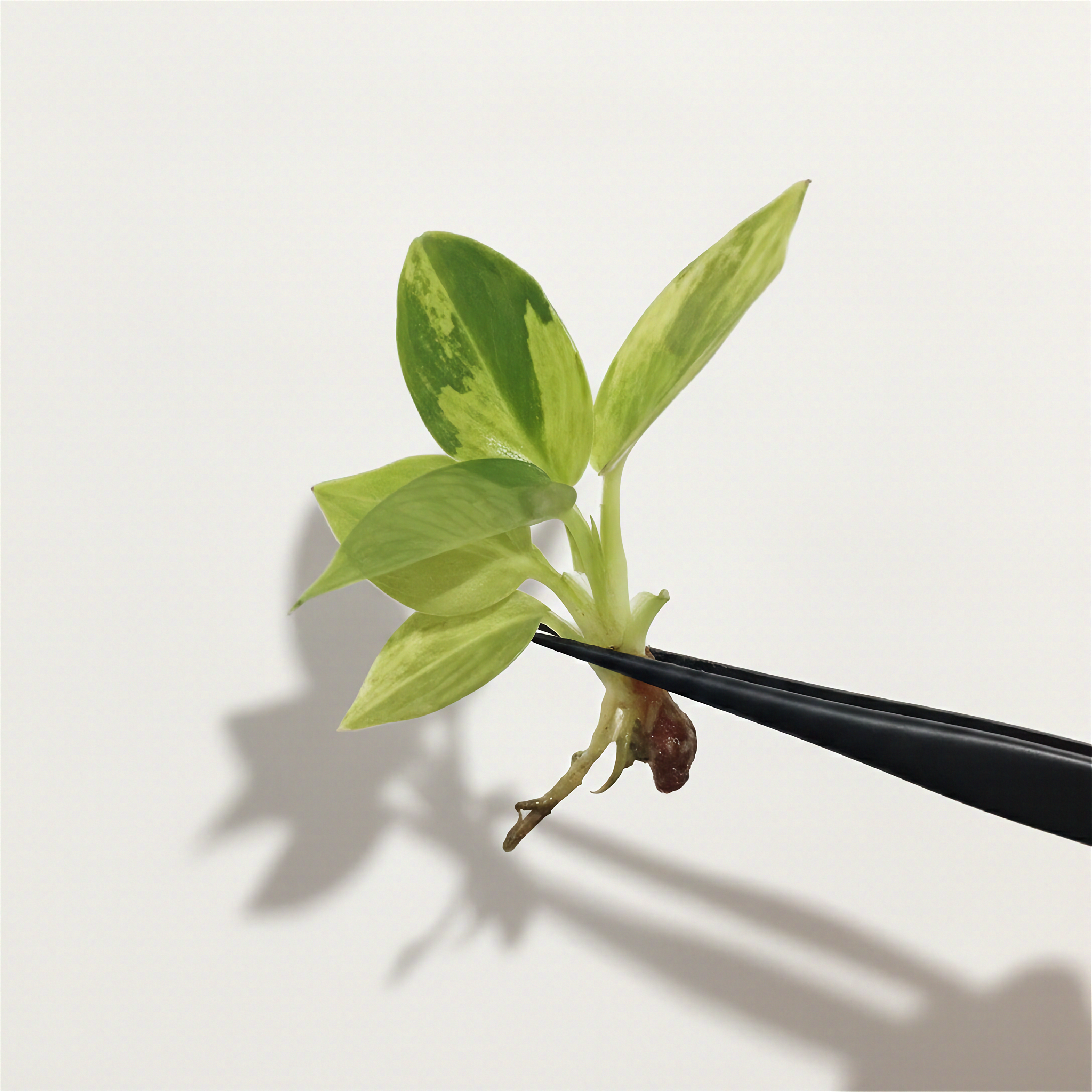 Philodendron Melano Orange Variegated