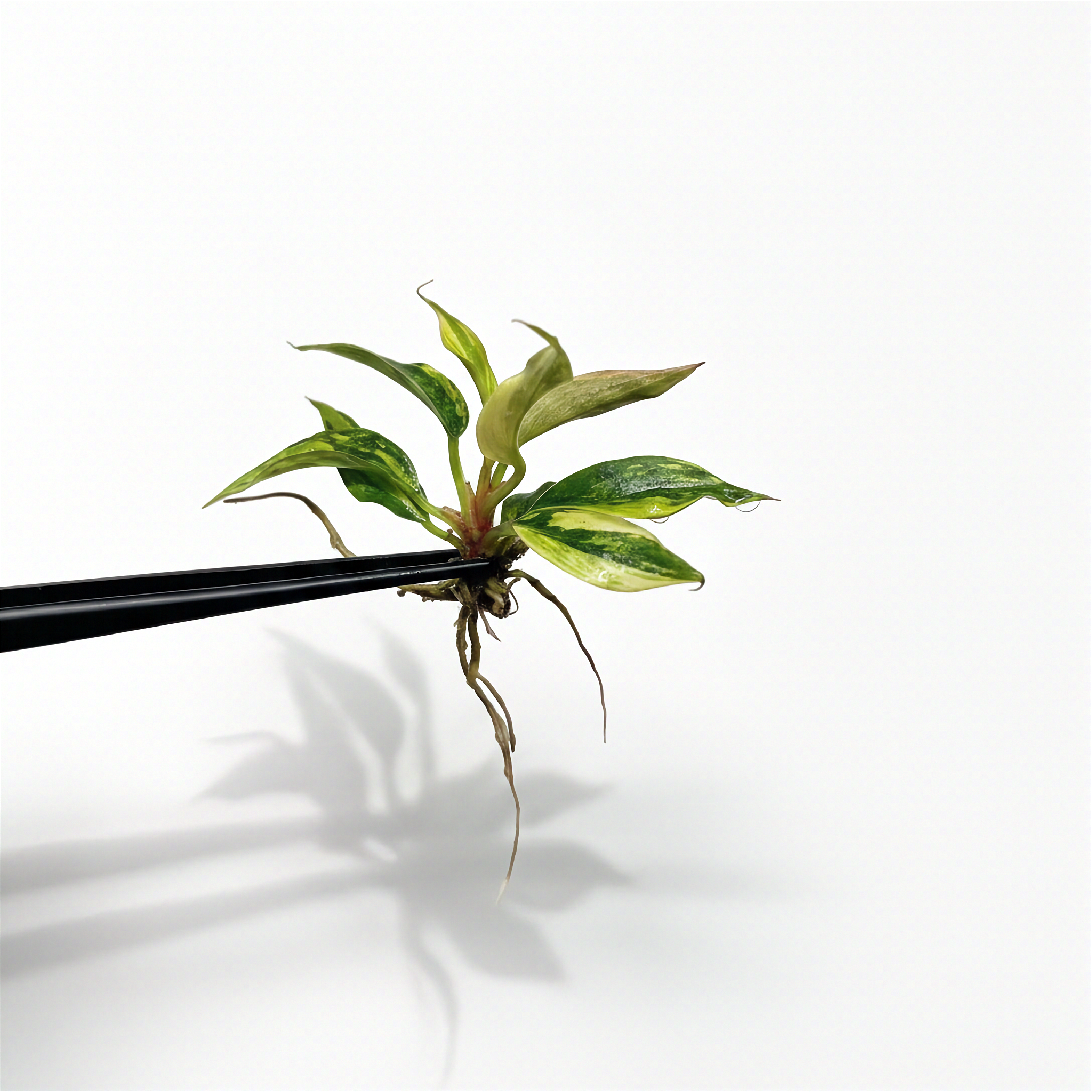Philodendron Caramel Marble Variegated