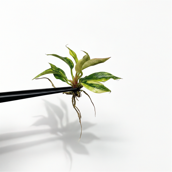Philodendron Caramel Marble Variegated