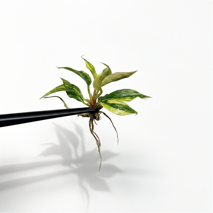 Philodendron Caramel Marble panaché