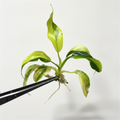 Philodendron Domesticum Variegated