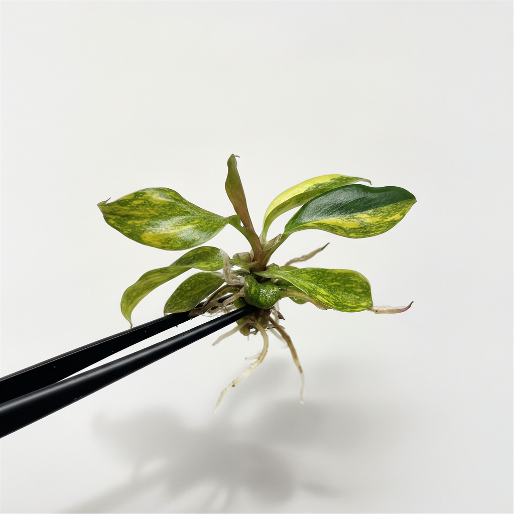 Philodendron Orange Princess Variegated