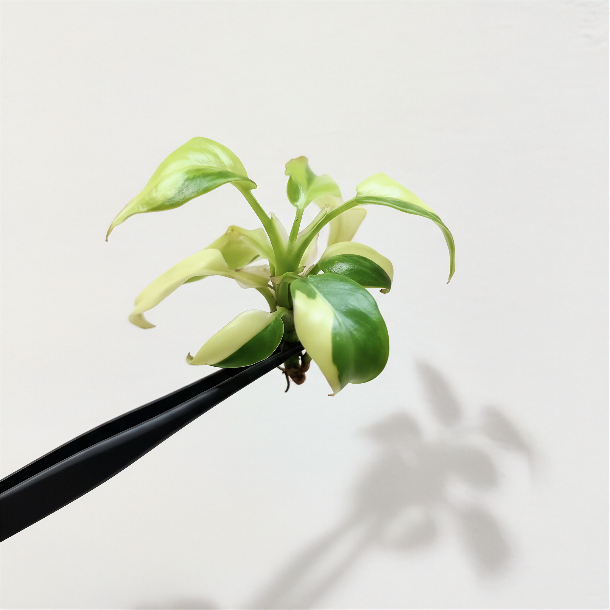 Philodendron Billietiae Variegated