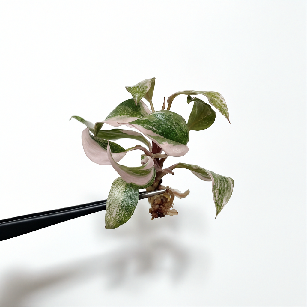 Philodendron Pink Princess Marble Galaxy
