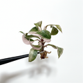 Philodendron Pink Princess Marble Galaxy