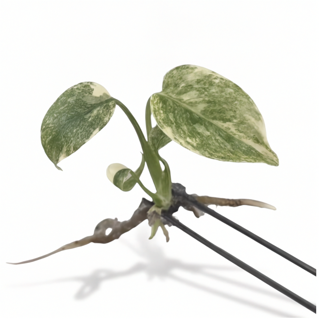 Monstera Green Snow
