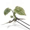 Monstera Green Snow