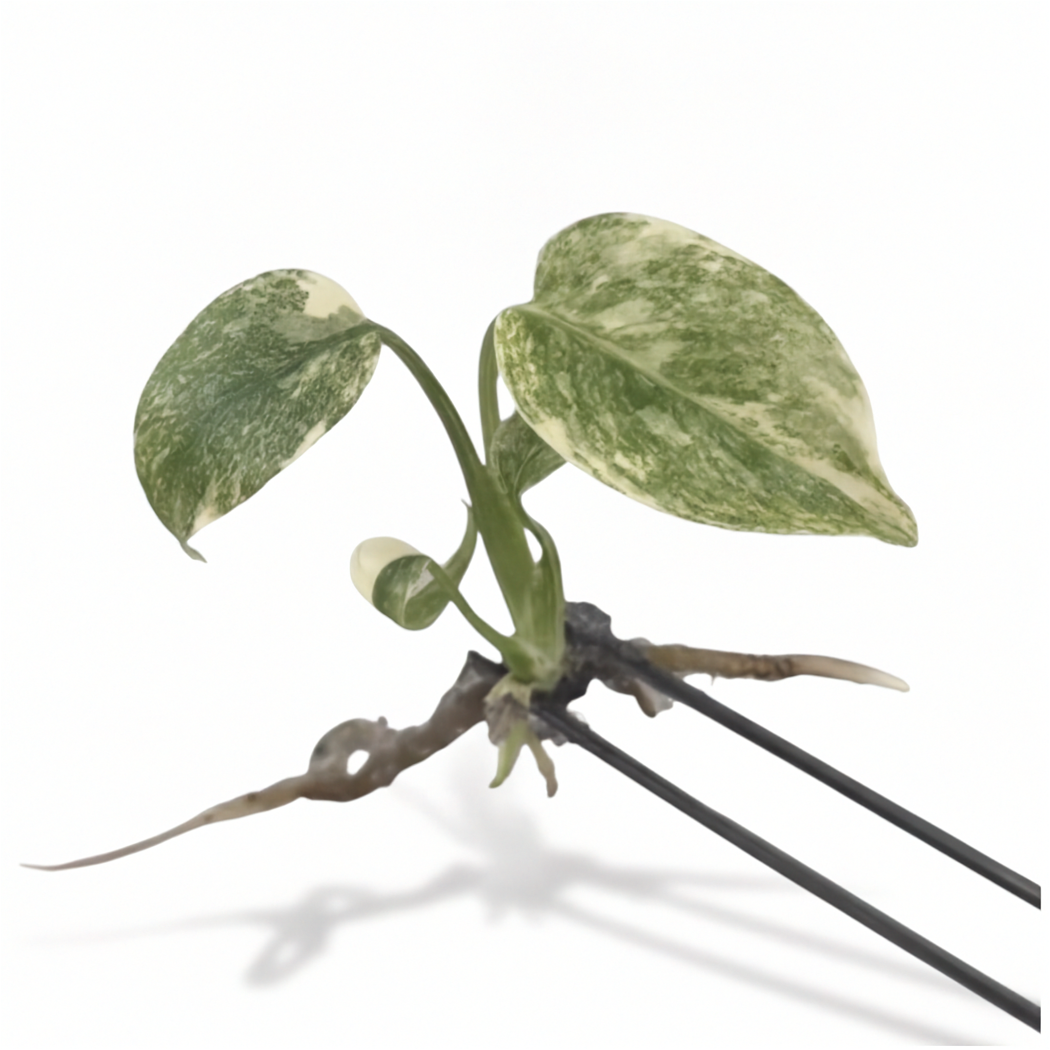 Monstera Green Snow