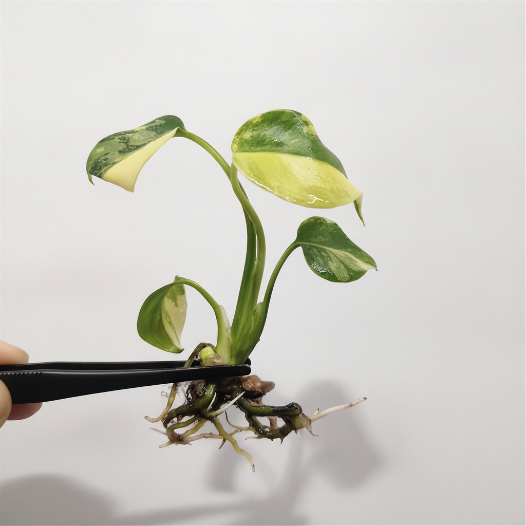 Monstera Lemon Pom Pom