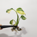Monstera Lemon Pom Pom