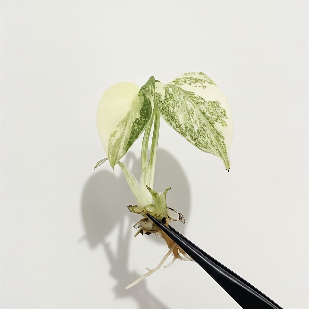Monstera Creme Brulee