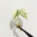 Monstera Creme Brulee