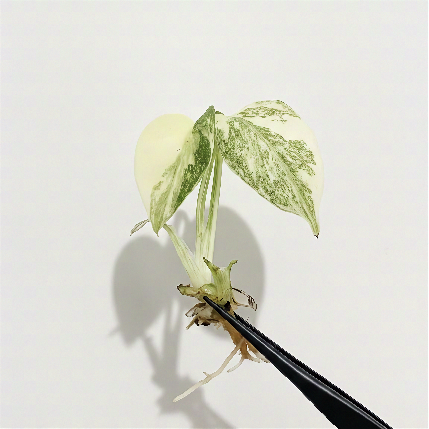 Monstera Creme Brulee