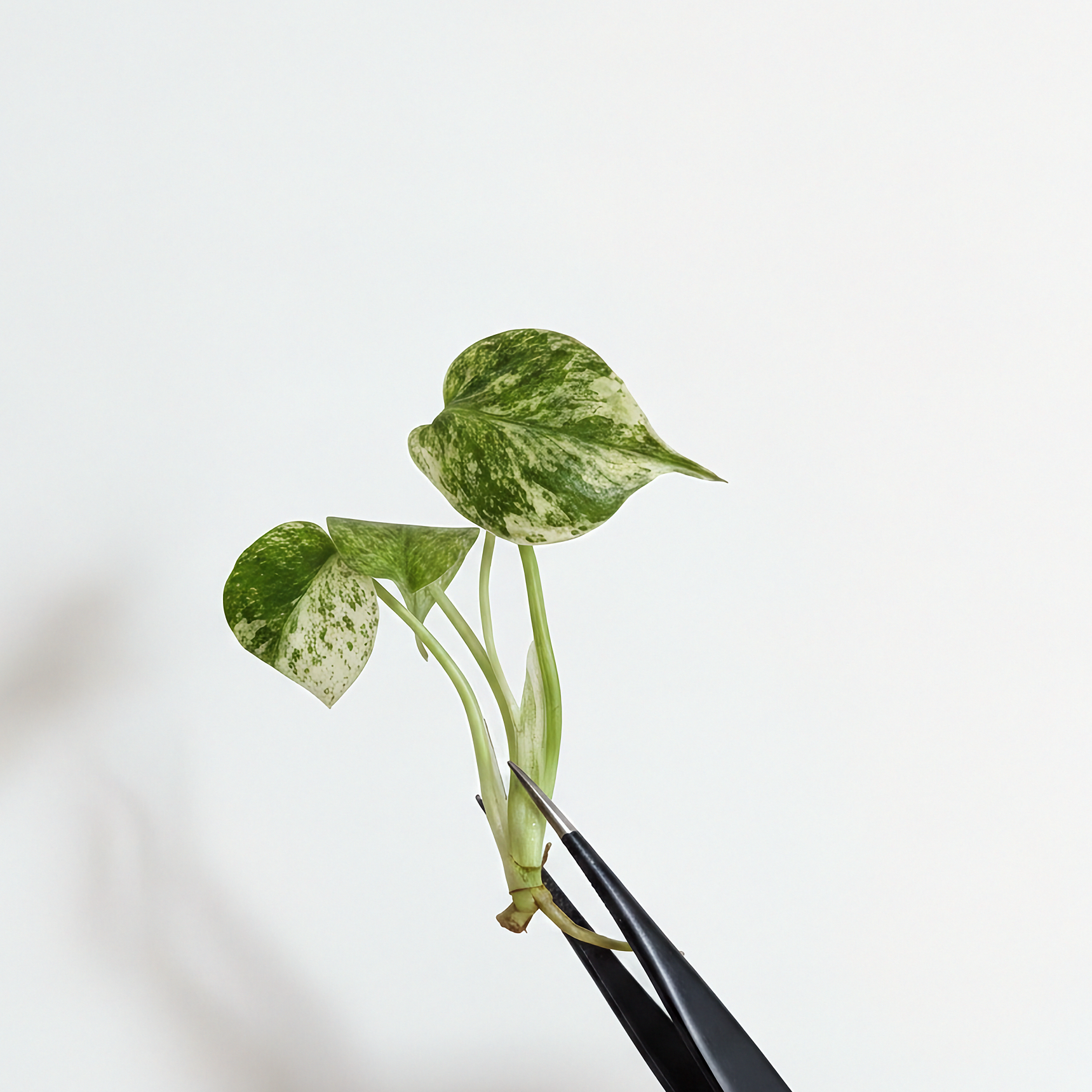 Monstera Deliciosa Mint