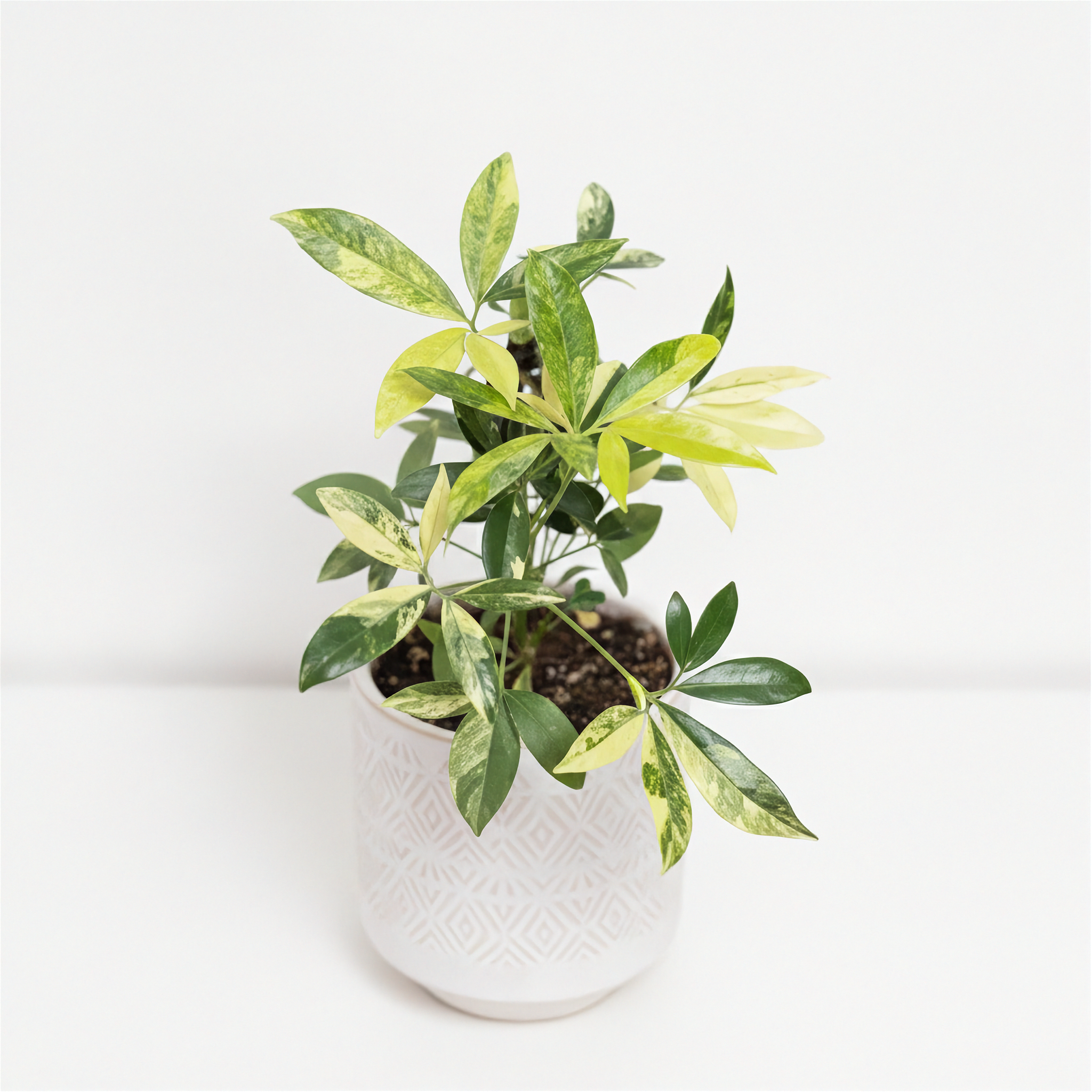 Philodendron Goeldii Variegated