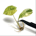 Alocasia Longiloba Grandis Aurea Variegated