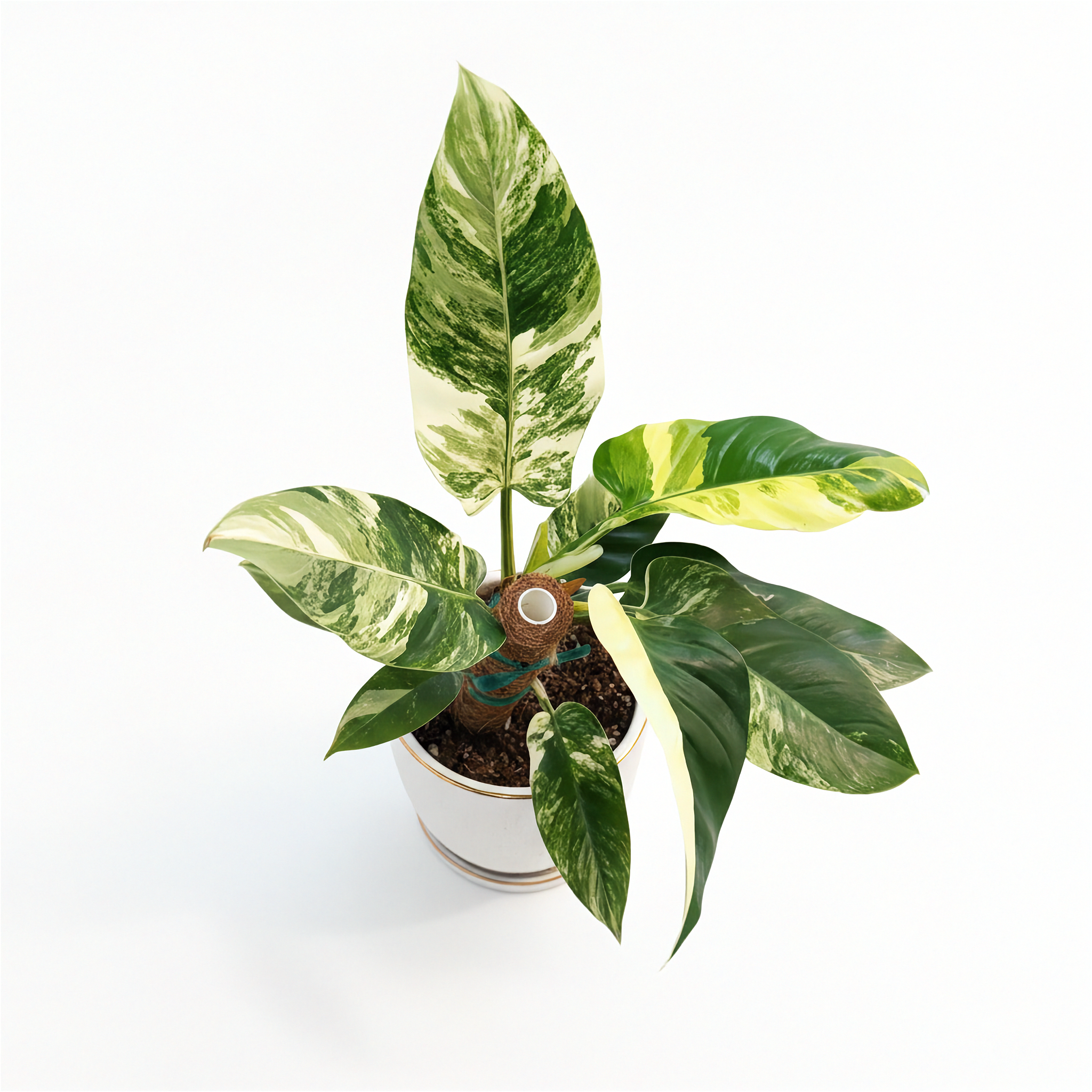 Philodendron Imperial Green Variegated