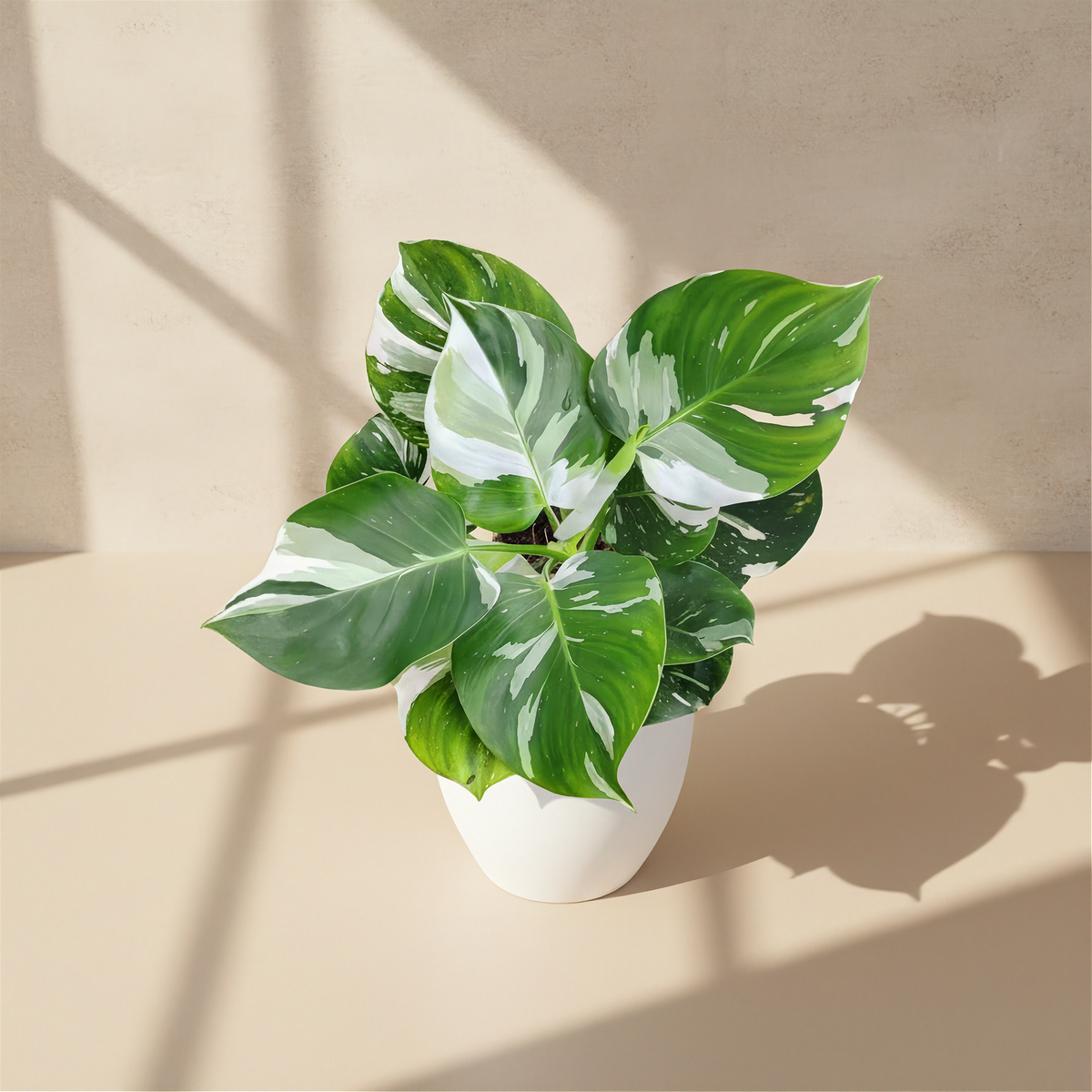 Philodendron White Wizard