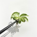 Philodendron Giganteum Blizzard Snowflake Variegated