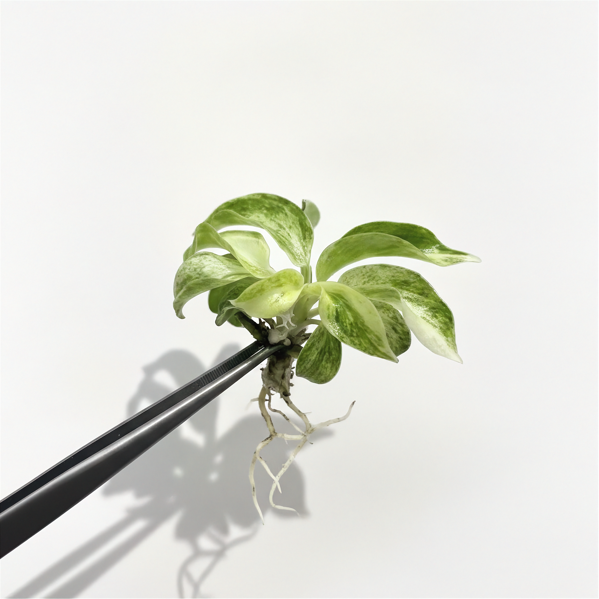 Philodendron Giganteum Blizzard Snowflake Variegated