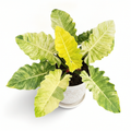 Philodendron Narrow Variegated