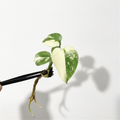 Monstera Thai Constellation Pro