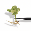 Monstera Placer Gold