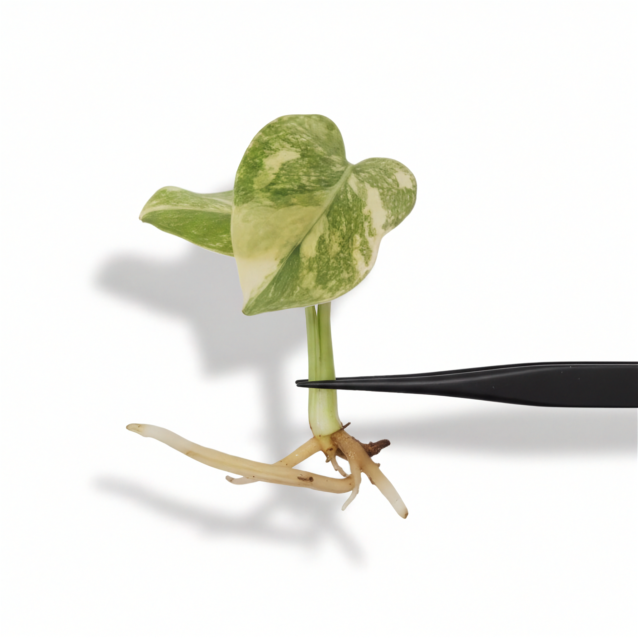 Monstera Placer Gold