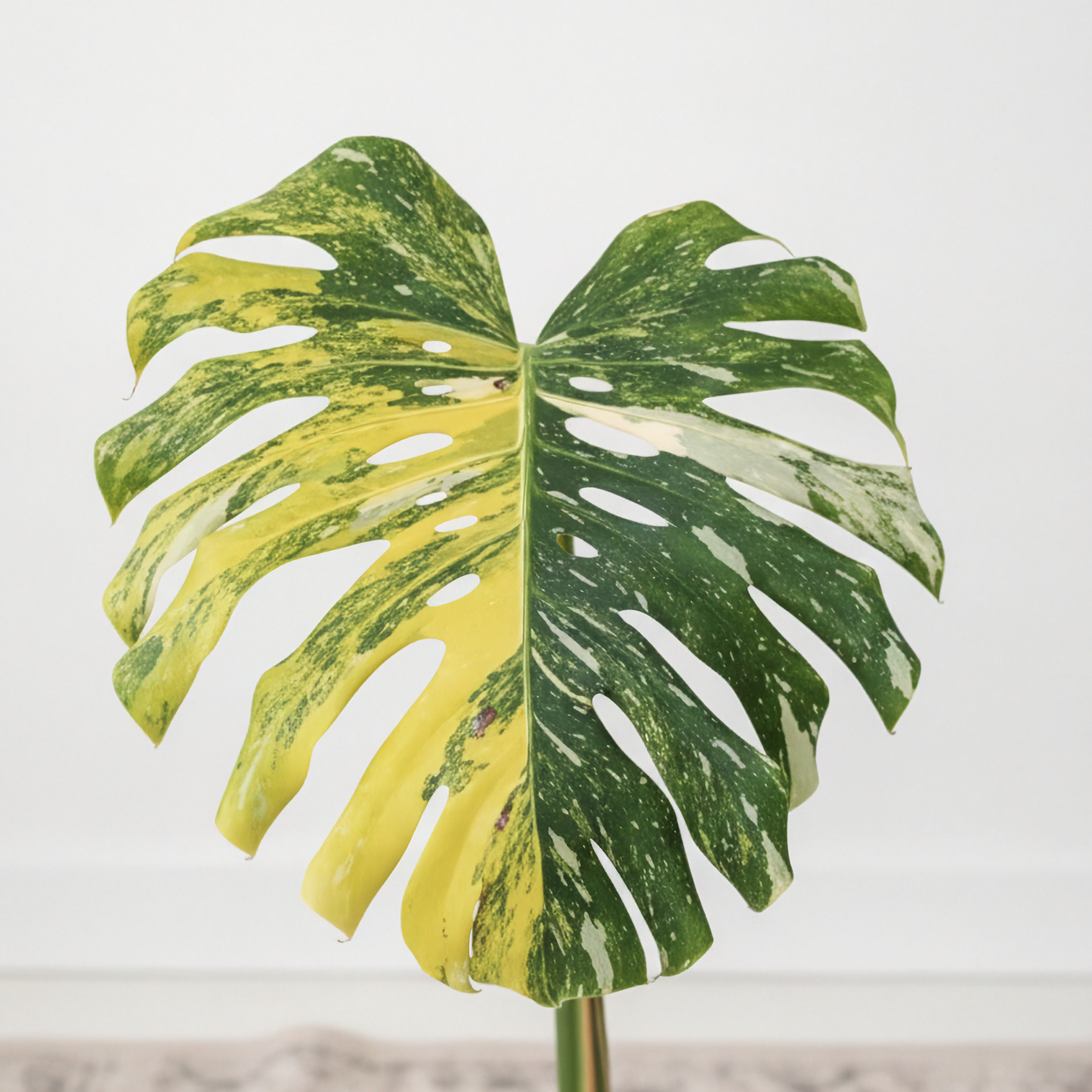 Monstera Thai Constellation Miracle Tricolor