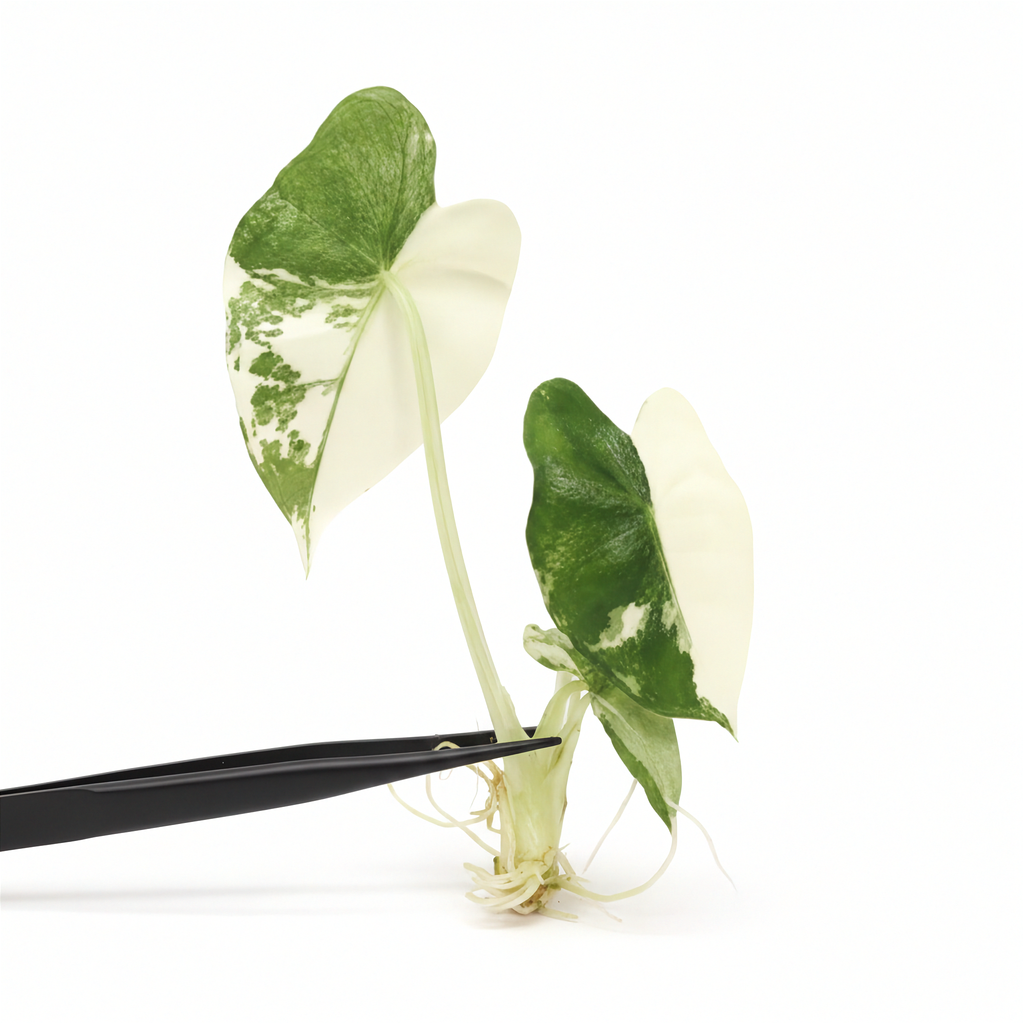 Alocasia Frydek Variegated