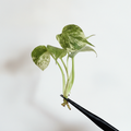 Monstera Mint - Full Mint