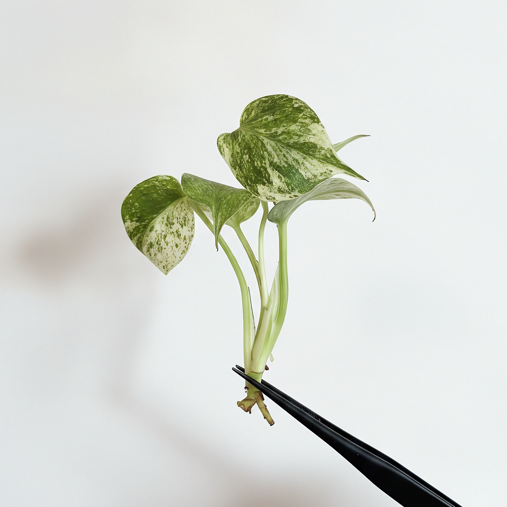Monstera Mint - Full Mint