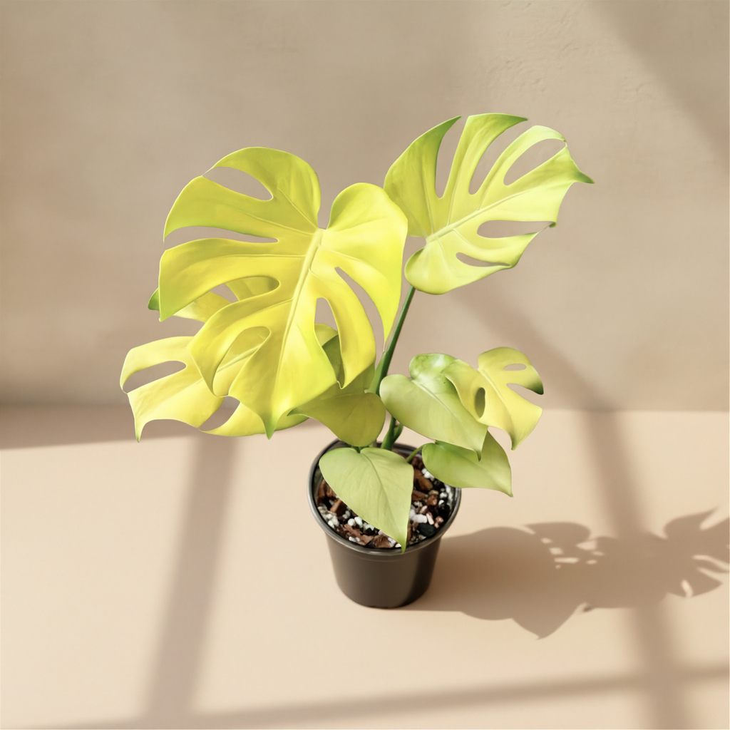 Monstera Deliciosa Banana (Super Golden)