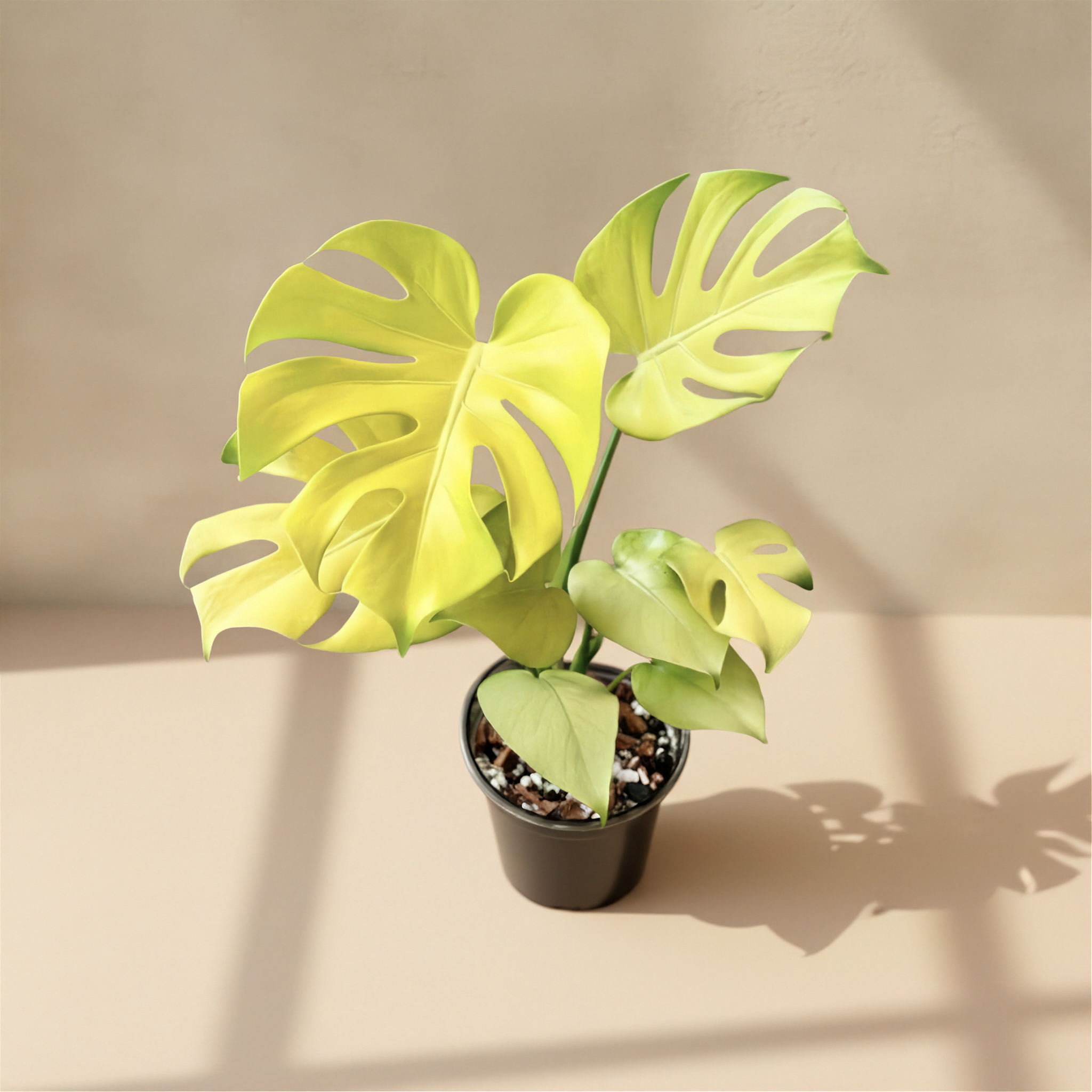 Monstera Deliciosa Banana (Super Golden)