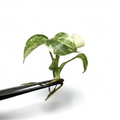 Monstera Thai Constellation