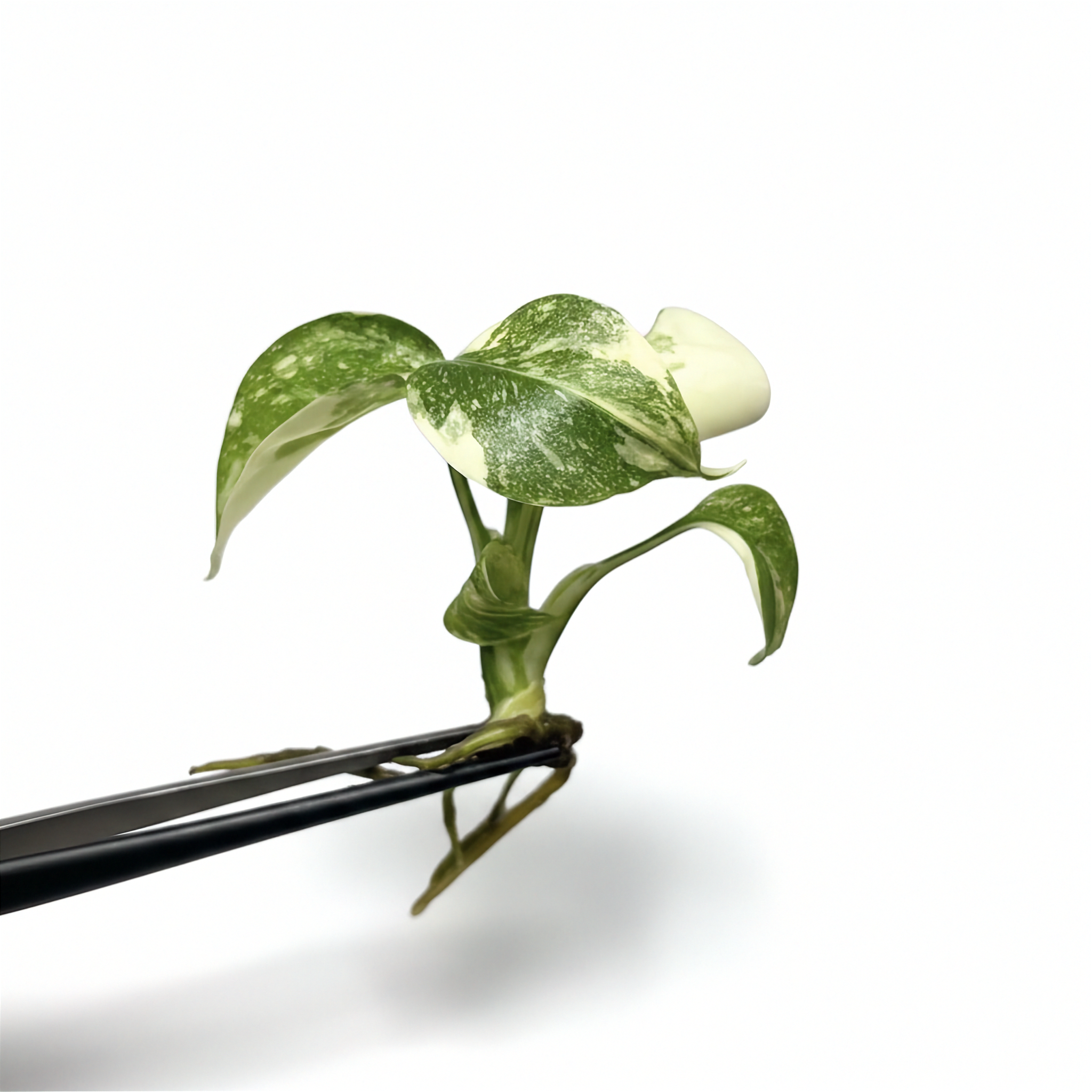 Monstera Thai Constellation